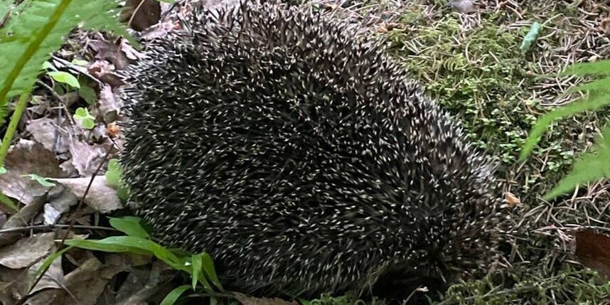    Фото: t.me/krgv_live.