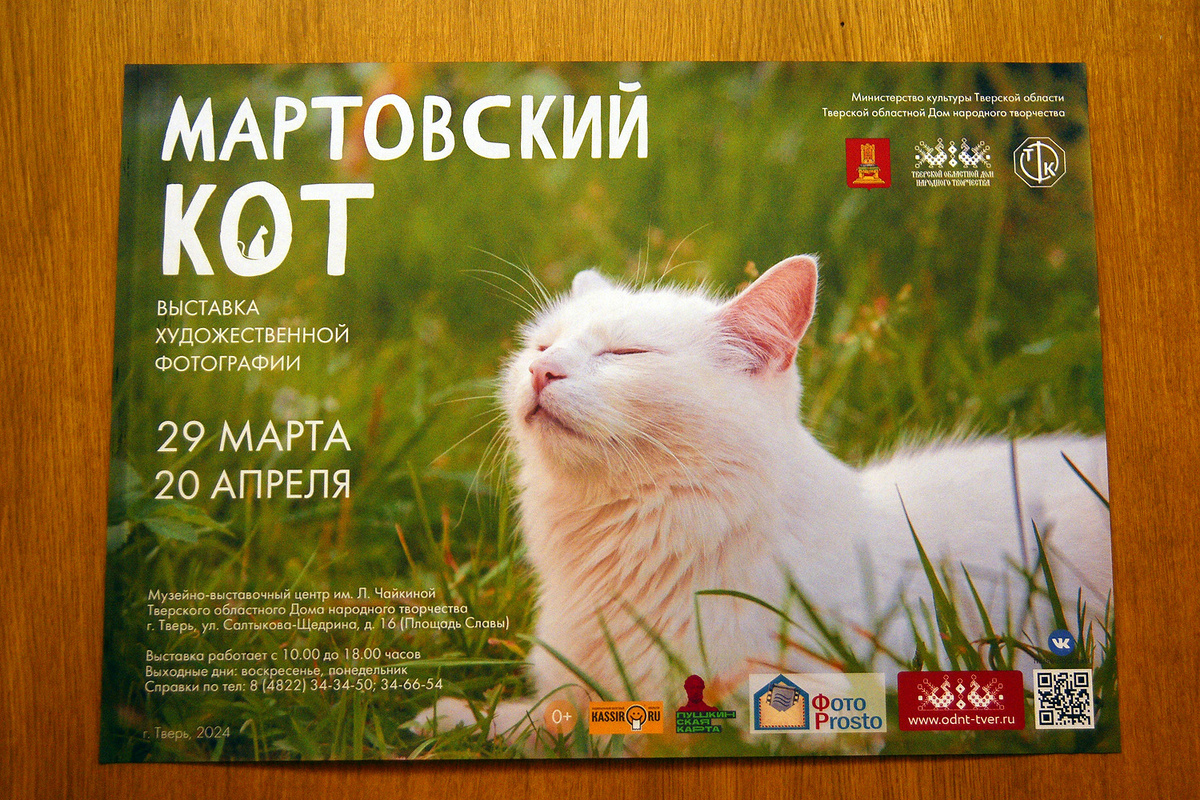 МАРТОВСКИЙ КОТ» В ТВЕРИ | Блогер кучерявый | Дзен