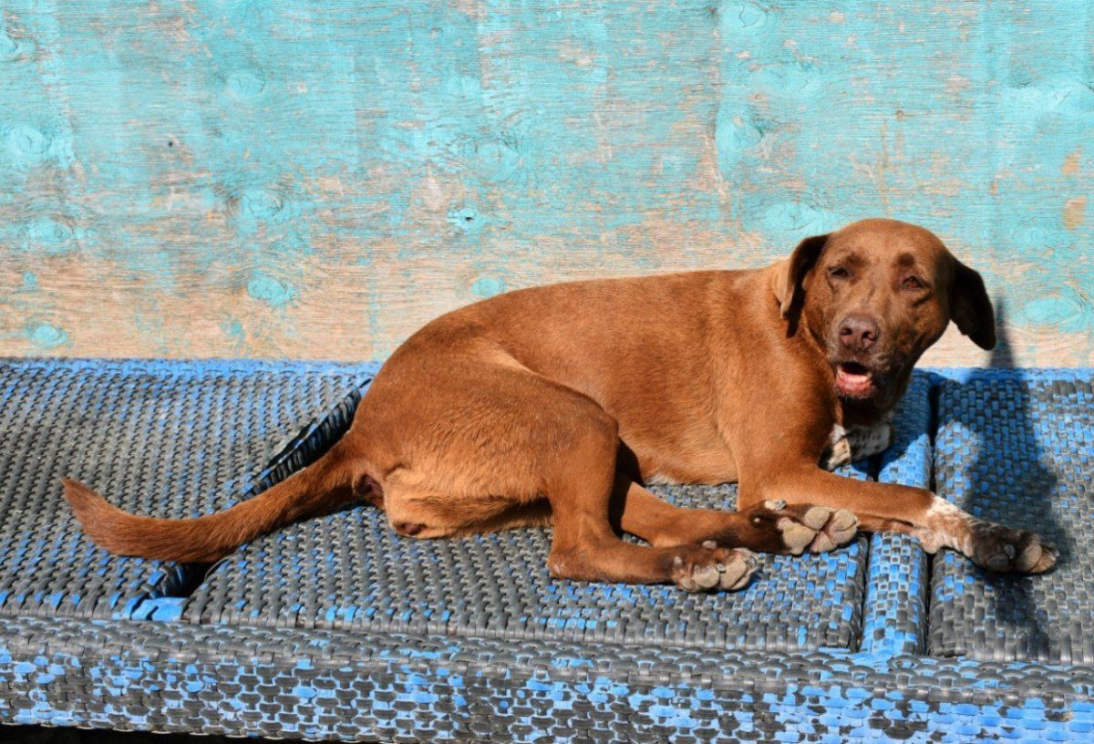    Аэропорт Сочи ищет пассажира, готового сопроводить собаку из приюта