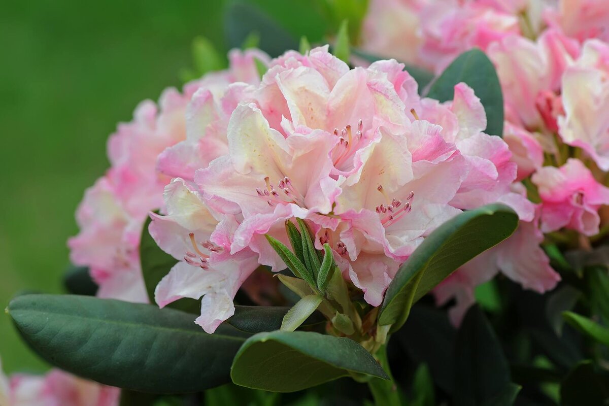 Рододендрон – Rhododendron. Описание. Условия выращивания. Виды.