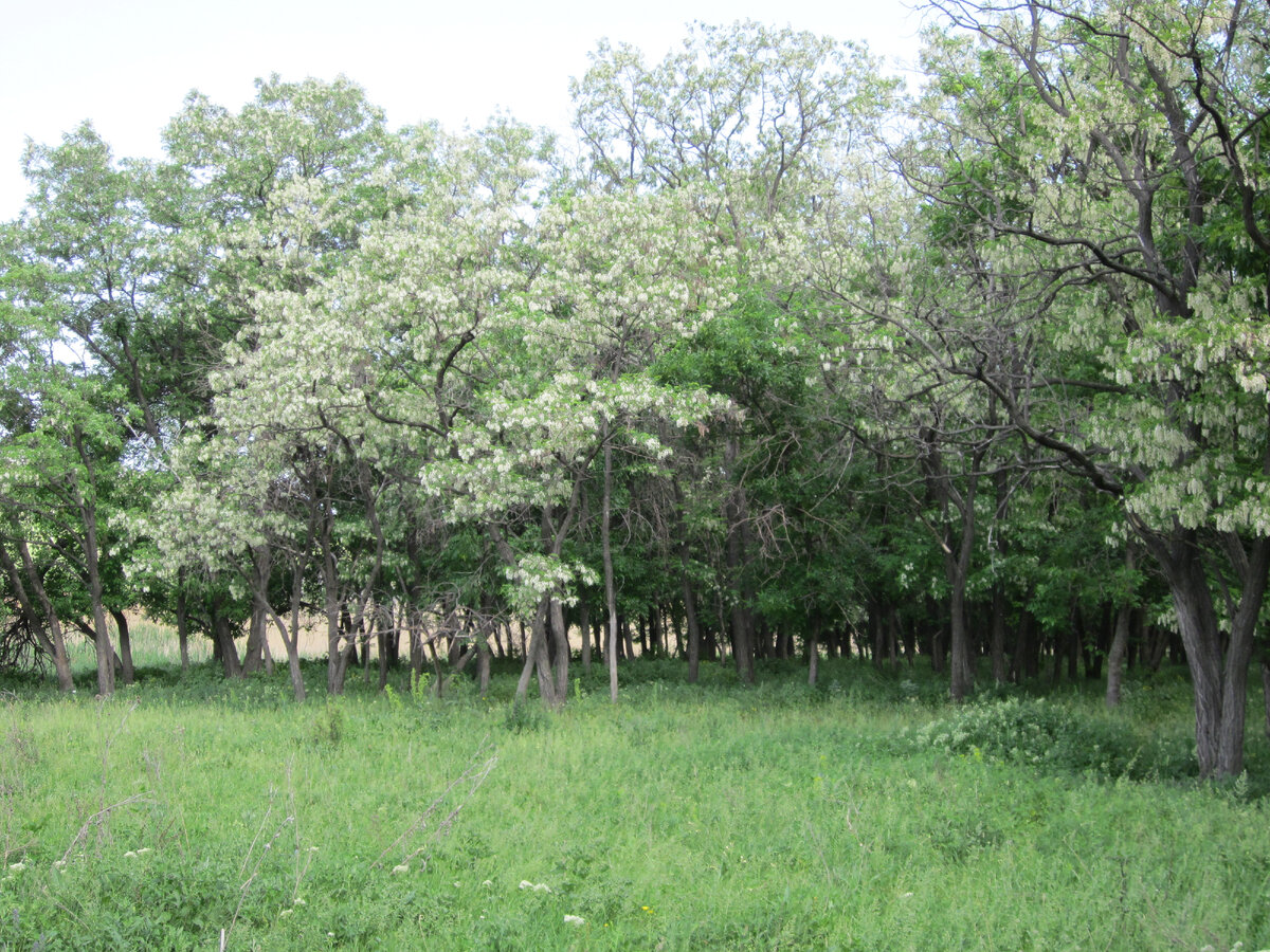 акация белая в период цветения