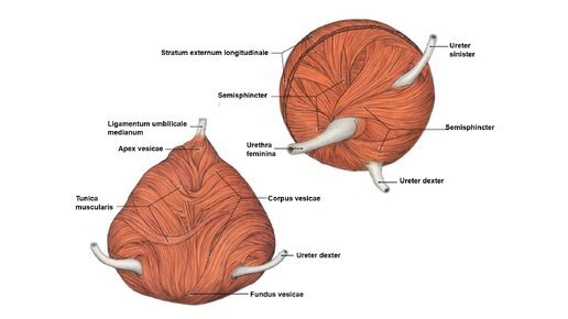 Ультразвуковая диагностика (УЗИ). Доктор Иогансен. Выпуск 93. Ультразвуковая анатомия мочевого пузыря.