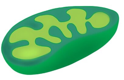 Митохондрия