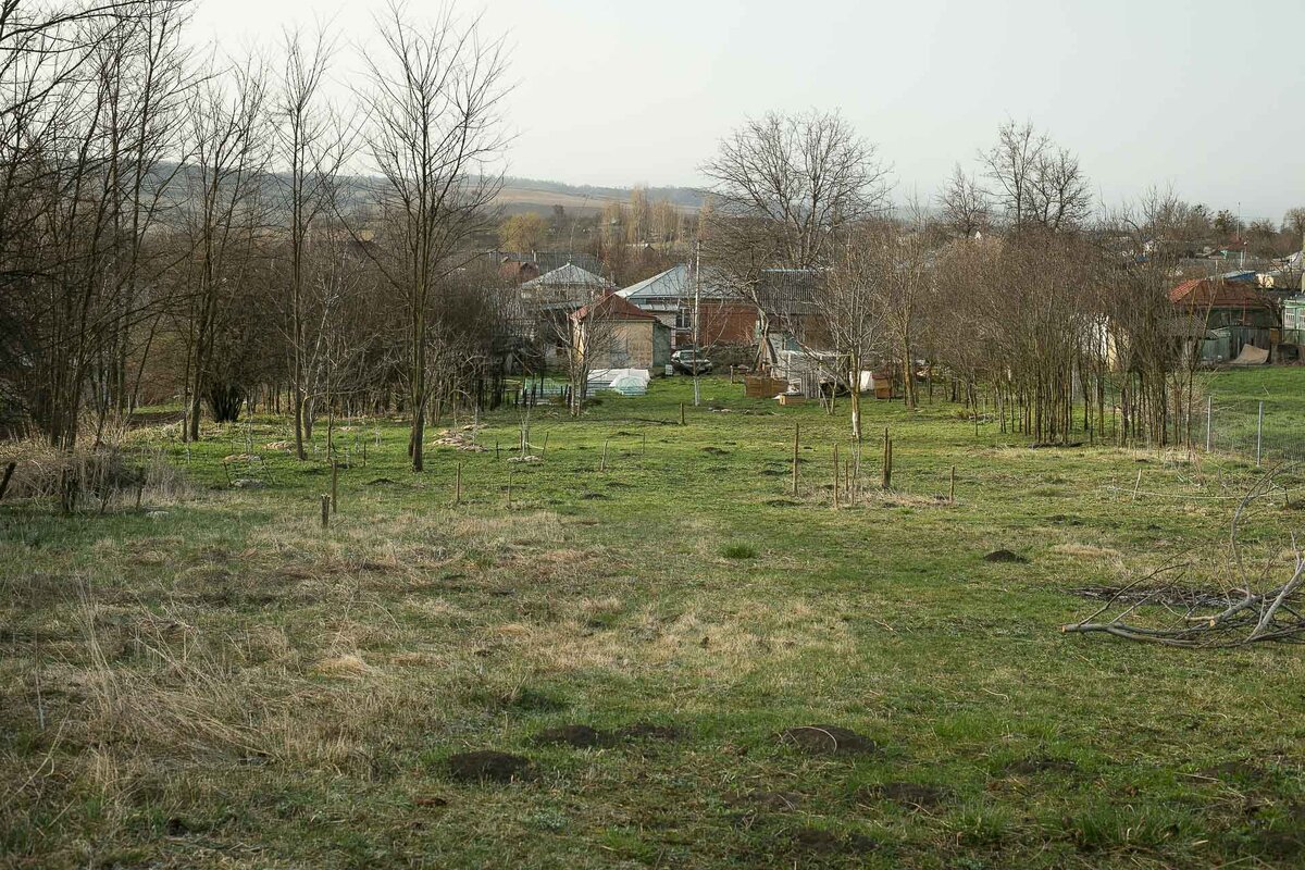 Вид с конца участка, дом даже не видно за сливами