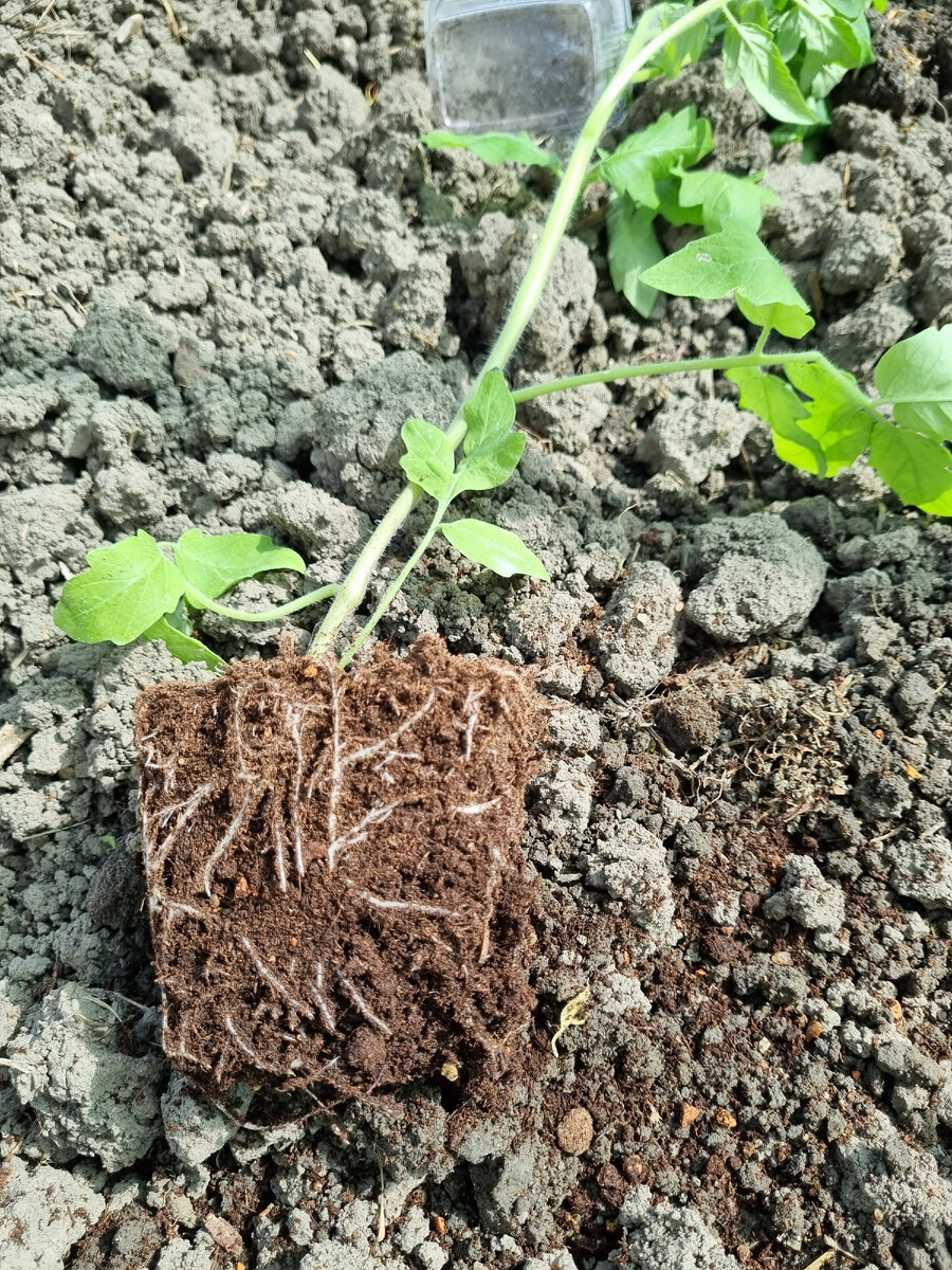 Корневая система при высадке