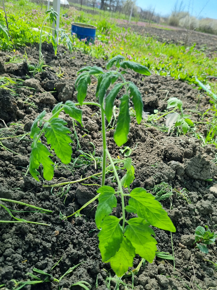 Кустик. Зеленеет