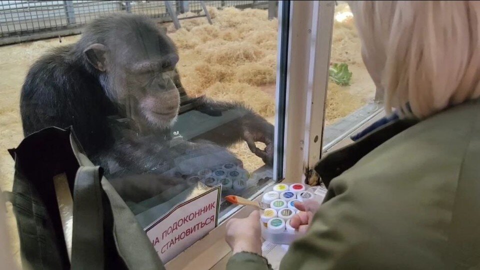    В целях обогащения среды зоологи дают шимпанзе краски, чтобы они рисовали свои шедевры. Фото: Ростовский зоопарк