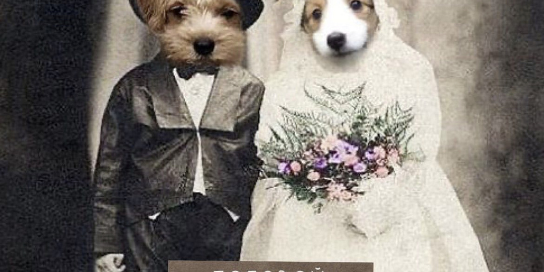 Половой диморфизм, выбираем пол щенка.