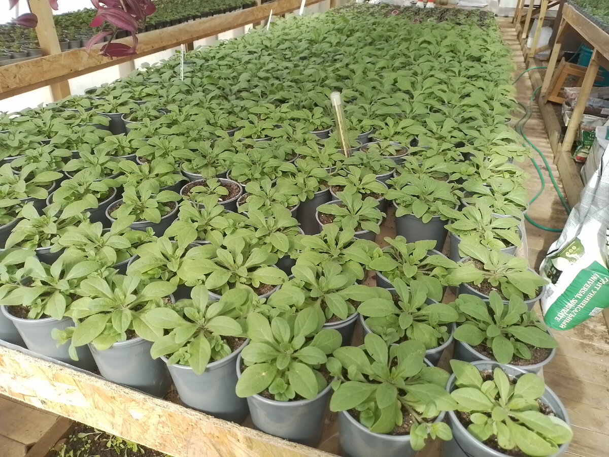 Ампельная петуния 