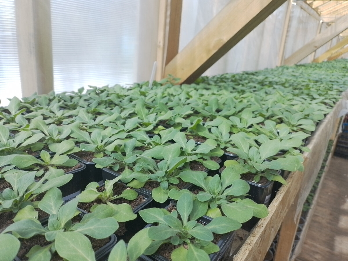 Махровая петуния 