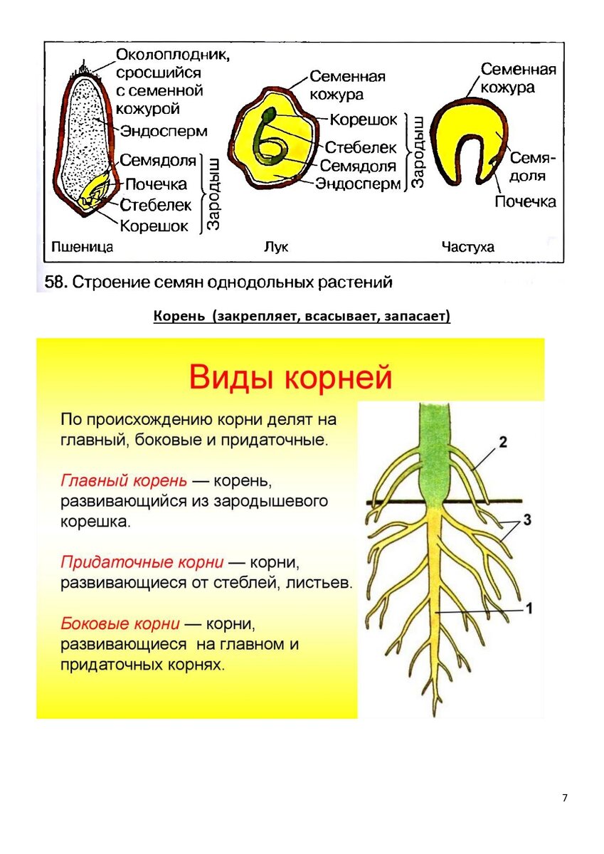 ВПР. Биология 6 класс. Материалы для подготовки (шпаргалка) | Школьные годы  с родителями | Дзен