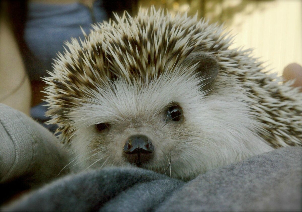 Ёж не самый глупый