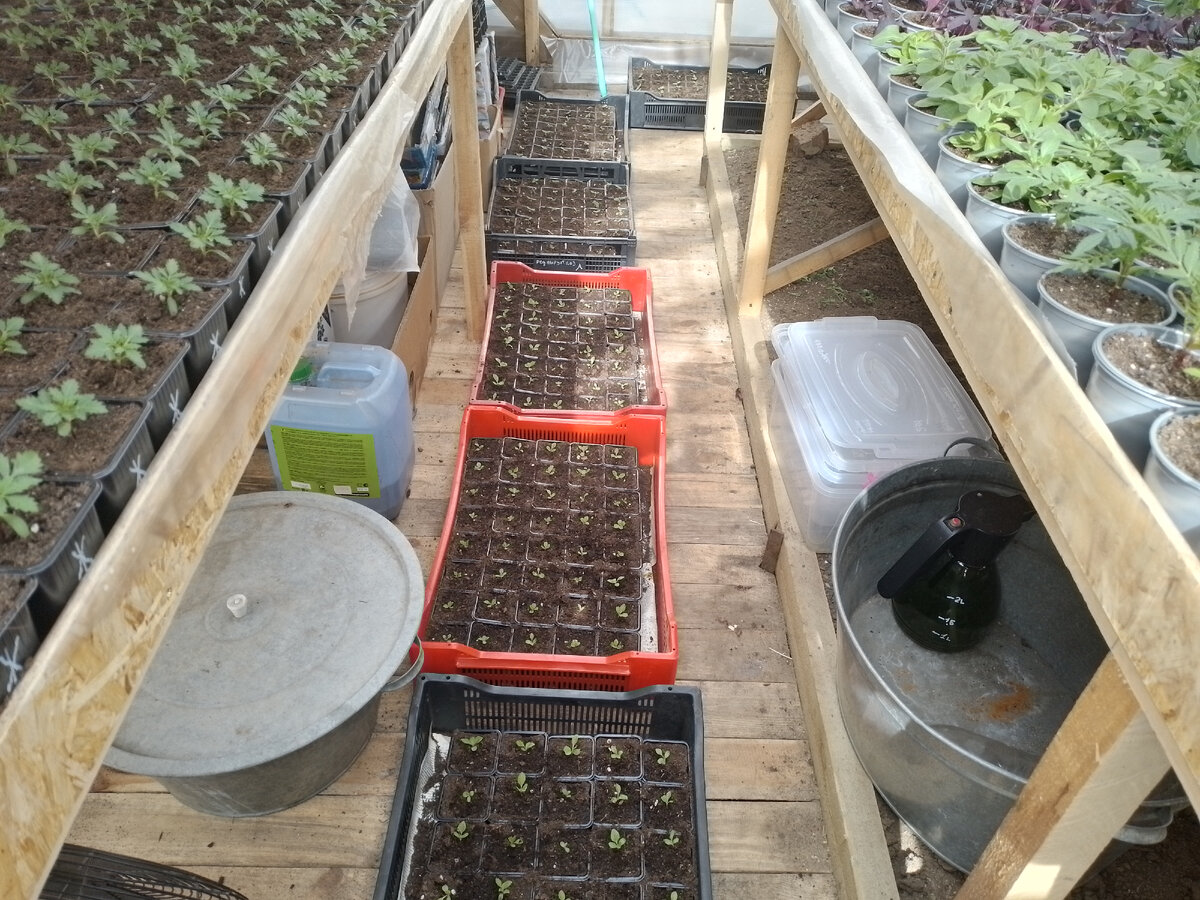 Только что распикированная астра