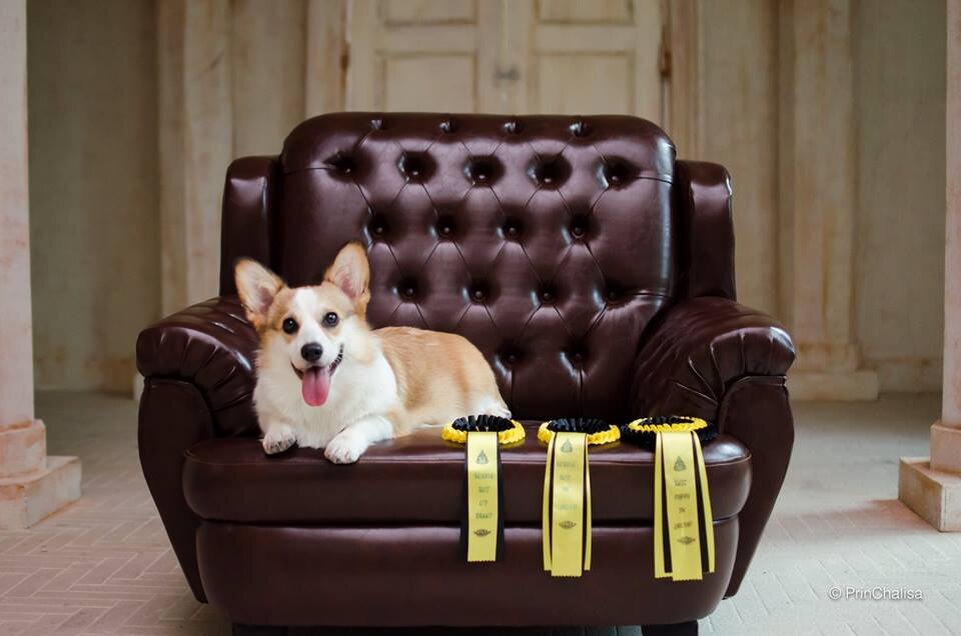 Corgi pembroke puppy Вельш корги пемброк щенок © Telman Haus