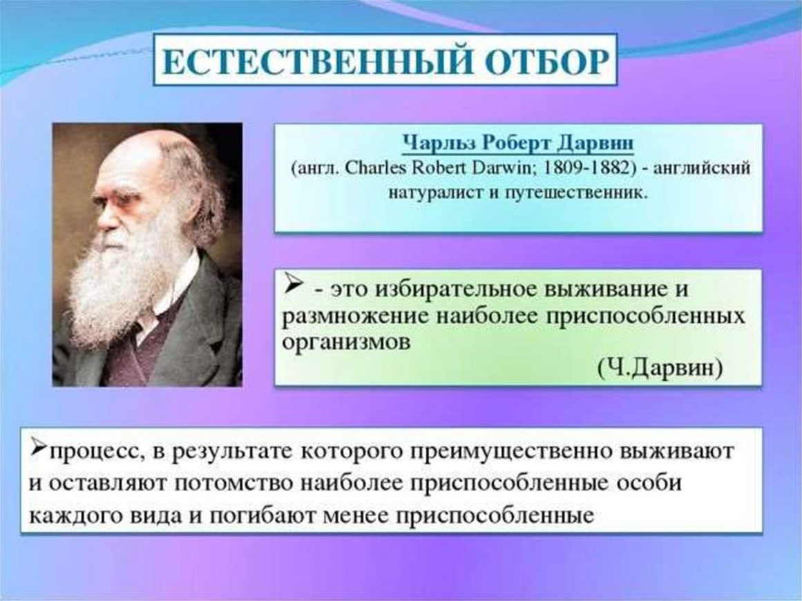 Принципы биологической эволюции. Естественныиотбор это. Естественный отбор это в биологии. Что такое естественный набор в биологии.