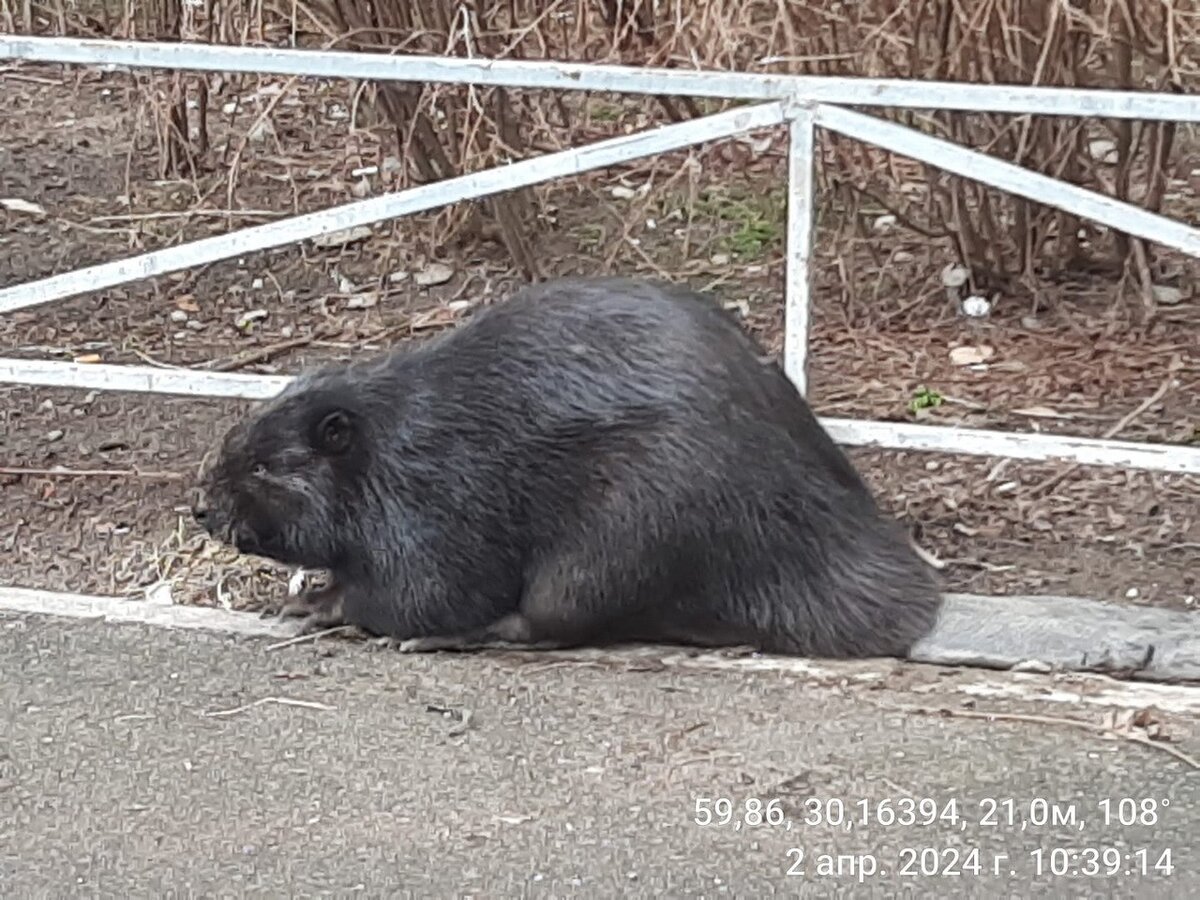 © Комитет по природопользованию Петербурга