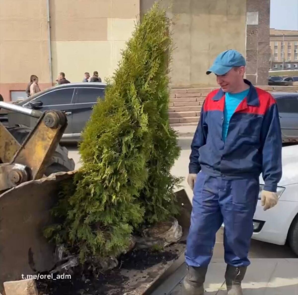 В Орле на месте отравленных туй на площади Жукова высадят новые деревья |  «Орловские новости» | Дзен