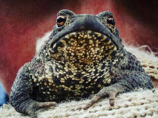    Фото: пресс-служба Минэкологии МО