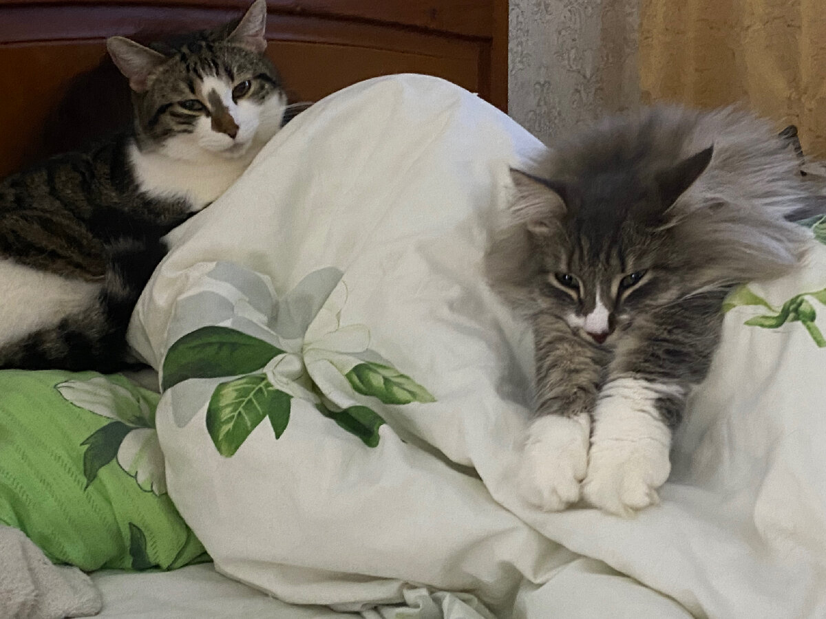 И опять мой сон под охраной)