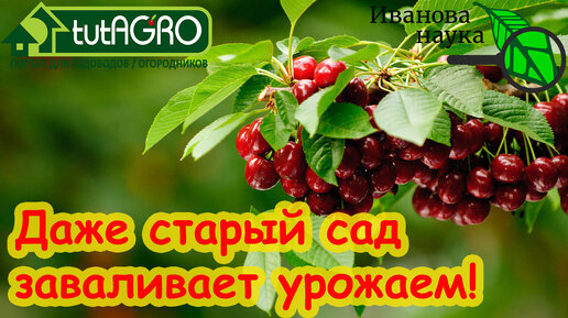 ВСЕ САДОВОДЫ БЛАГОДАРЯТ ЗА ЭТУ ОБРАБОТКУ! Хотите много урожая? Сделайте эту обработку сада весной.