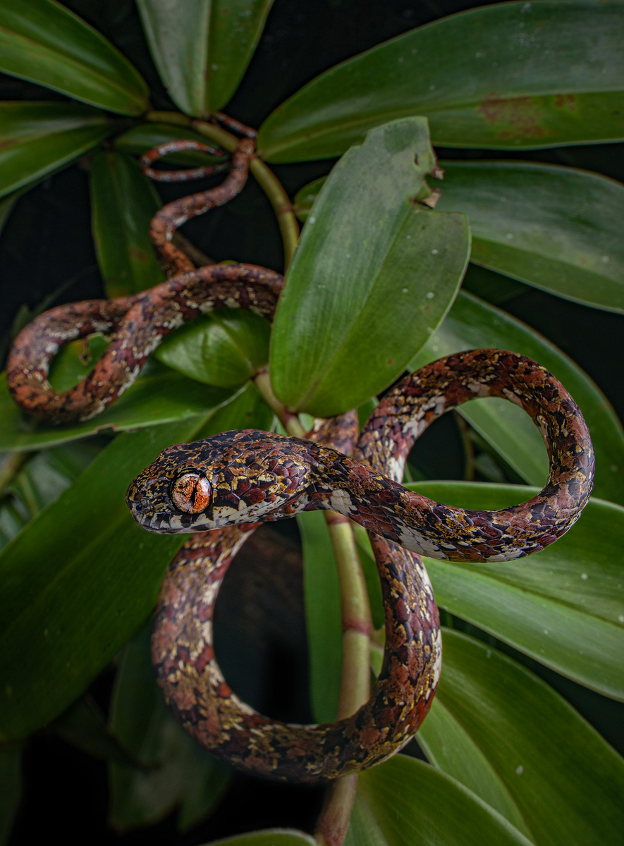 Улиткоед Ди Каприо. Этот вид обитает в некоторых районах Панамы и Колумбии