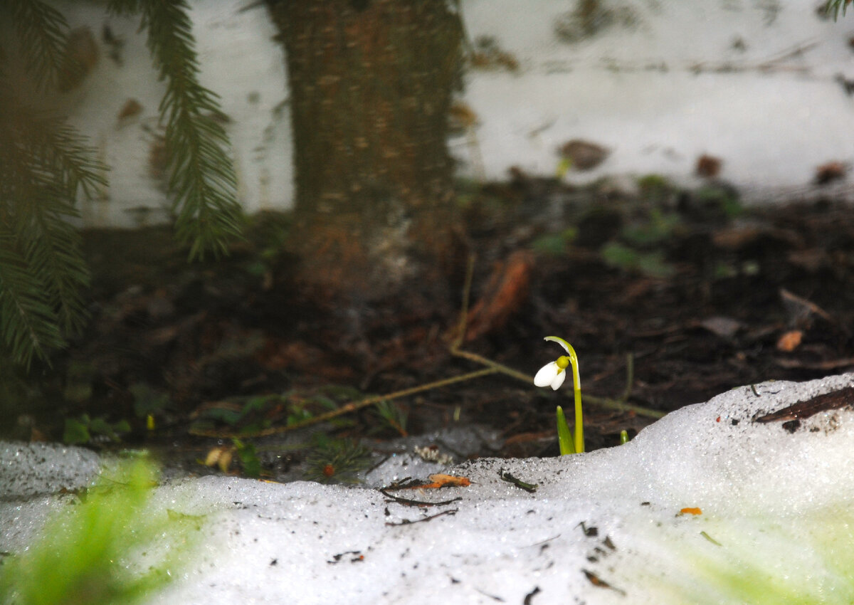 Мой сад март 2024 года