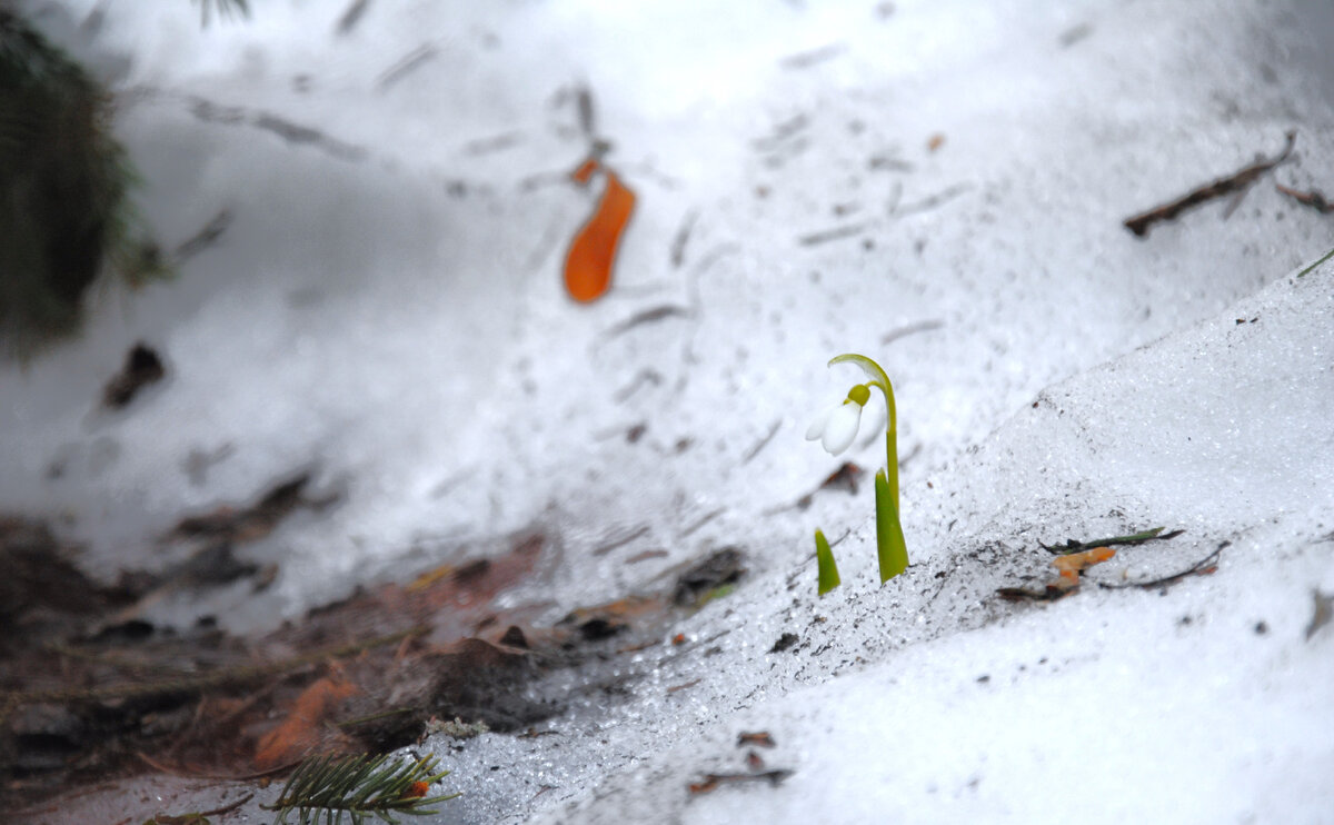 Мой сад март 2024 года 