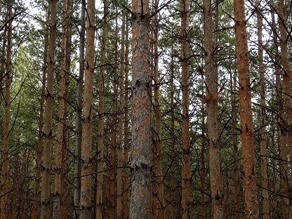 Фотография из личного архива автора