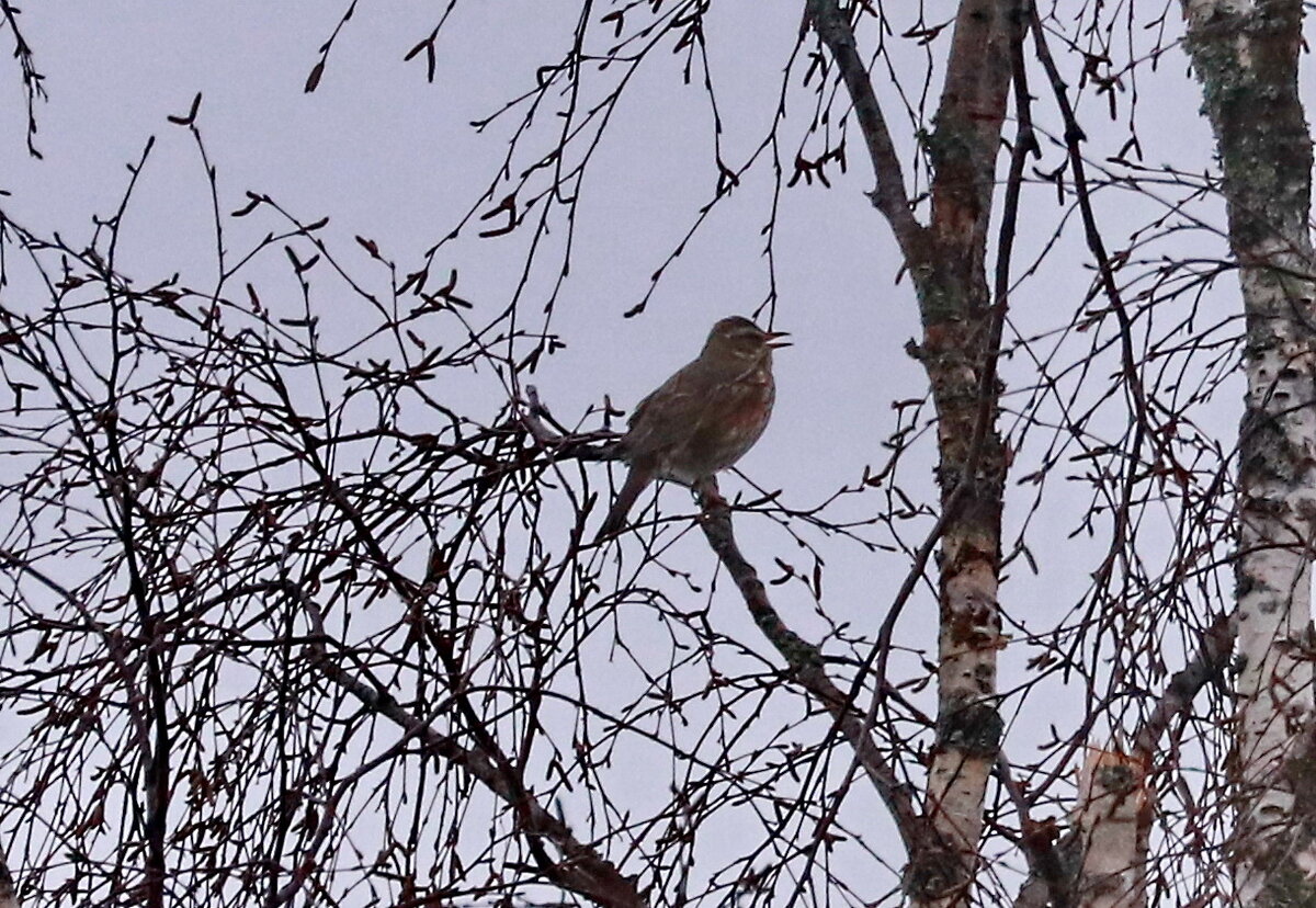вернулись белобровики
