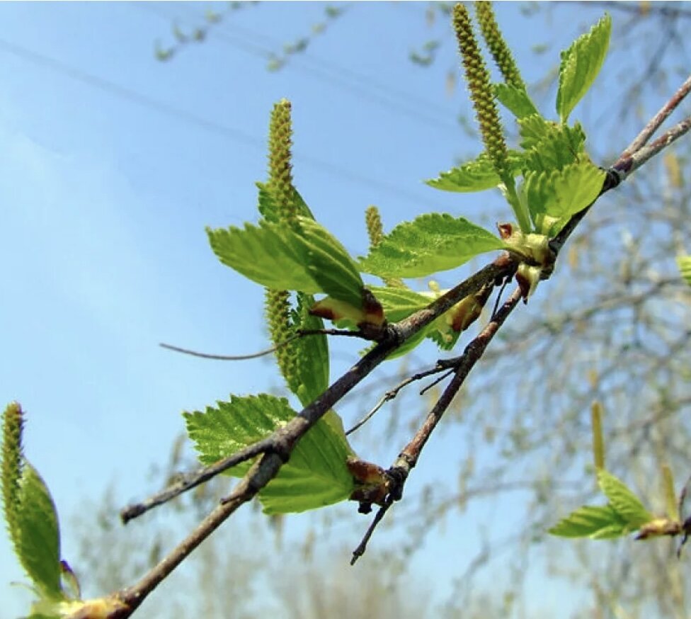 Начало цветения березы