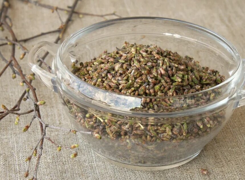 Березовые почки