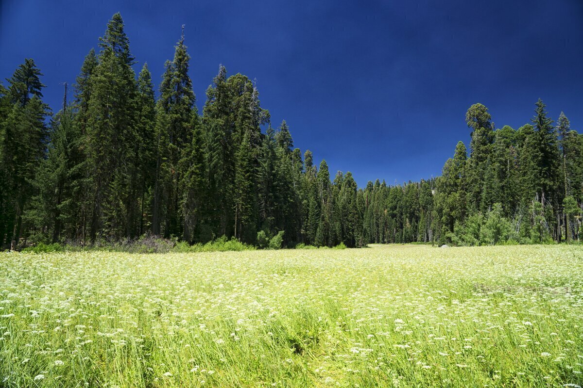 Яндекс.Картинки