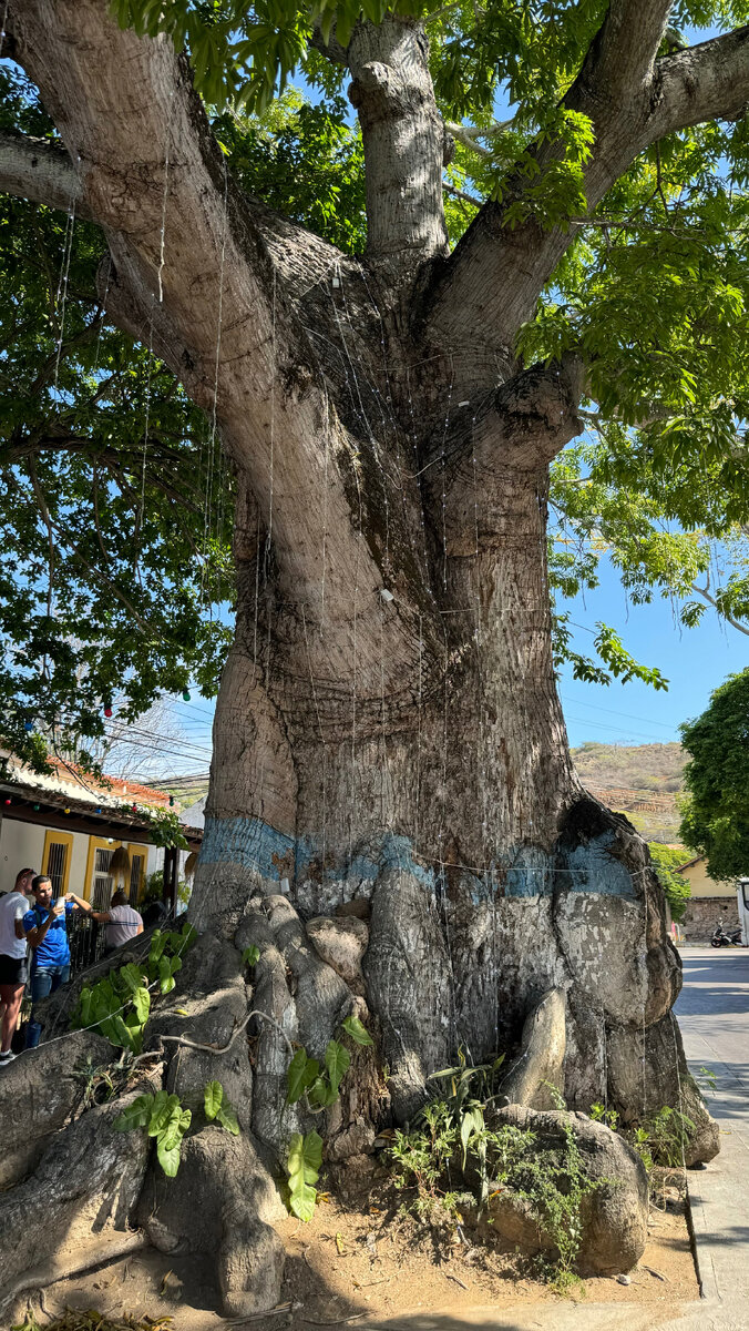 Именно вот это дерево секвойя вдохновило Джеймса Кэмерона при съемках фильма «Аватар». Растет на Маргарите 