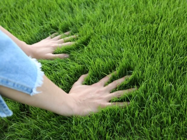 Оживляем газон весной: пошаговая инструкция