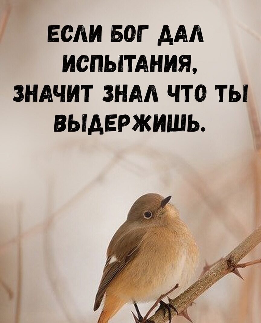 Картинка из открытого доступа в интернете