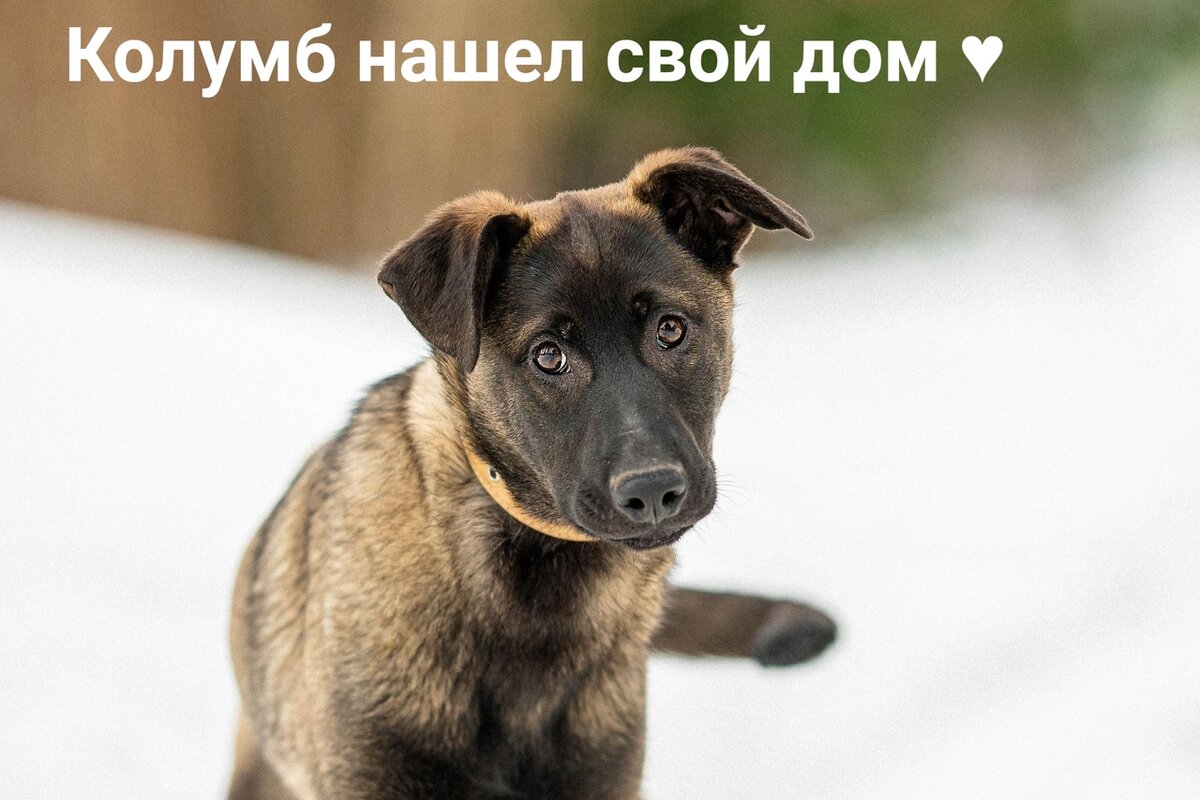 Когда речь идет об отъезде подопечных домой-13 самое счастливое  число❤️🐶😺🏡 | «Собаки, которые любят» Фонд помощи бездомным животным |  Дзен