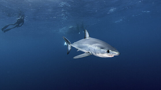    Вблизи Хургады заметили опасную для людей акулу Егор Гордеев