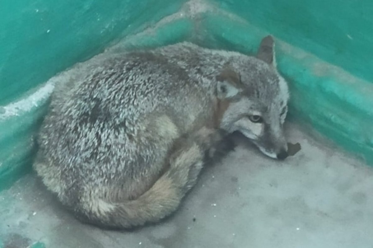    Волгоградцы испугали корсака, забравшегося в подъезд многоэтажки