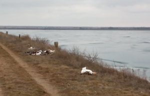    Гибель птиц в Ставрополье. Фото: пресс-служба ПАСС СК