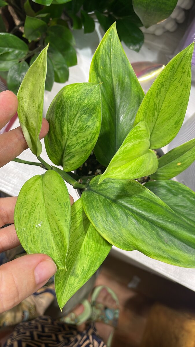 Сингониум минт