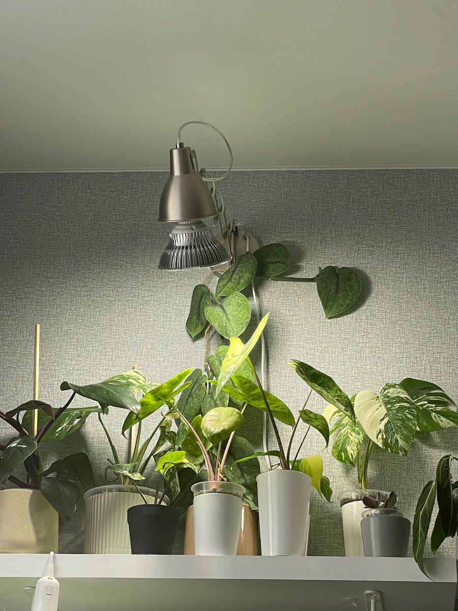 Один из примеров моей досветки.  У лампы видно Сциндапсус Клауд .