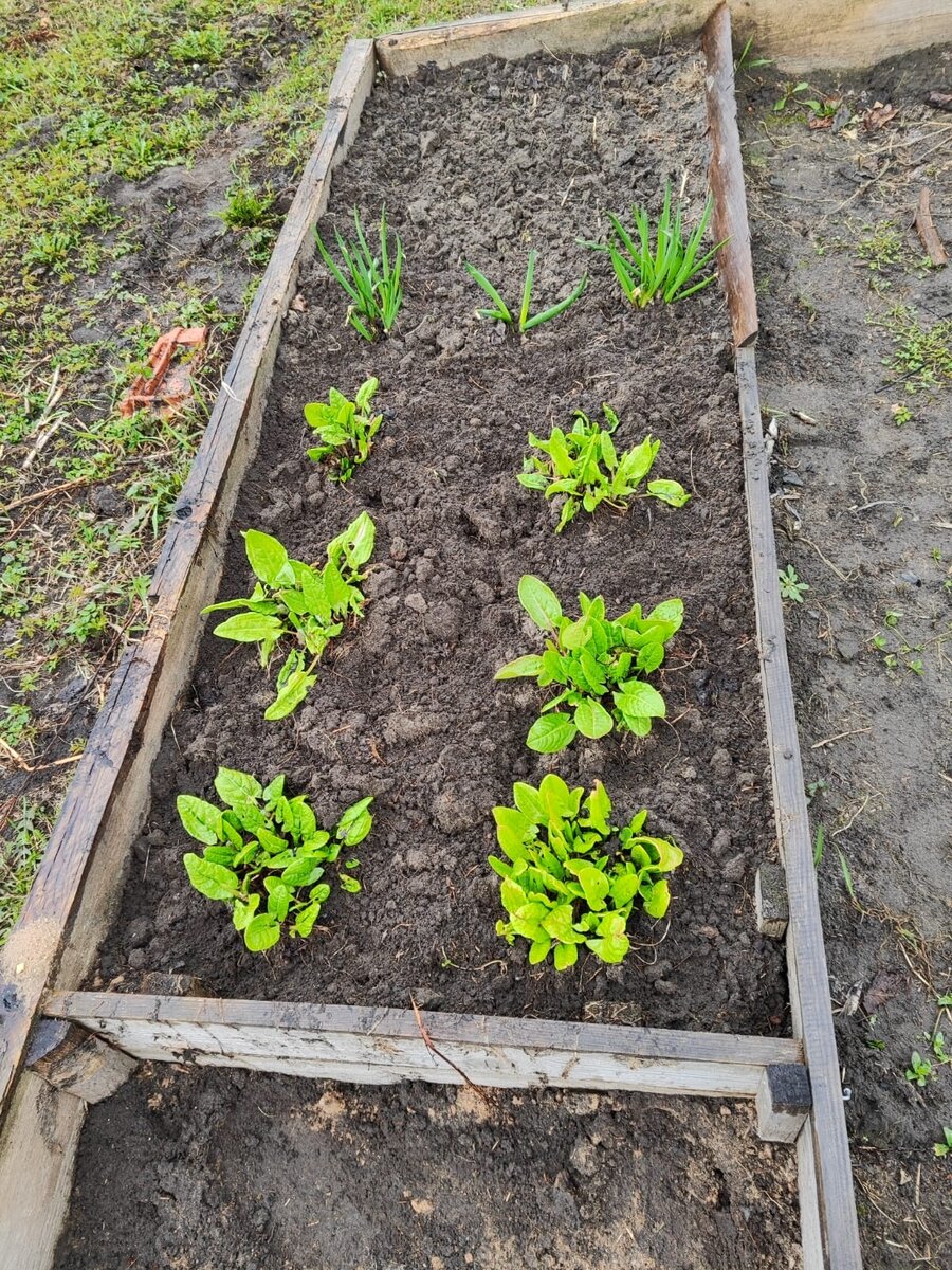 грядка с луком и щавелем.