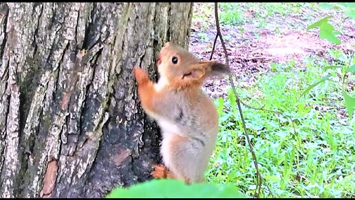 sguirrel lanch🐿️белка на пикнике city, 🏙️🌃🖼️SKETHES, spring,PARK, 🏞️🌄🏞️,ГОРОДСКИЕ, зарисовки,дз