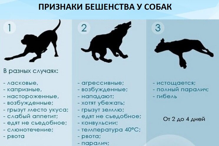 Повышение температуры тела у собаки - Сеть Ветеринарных Центров 