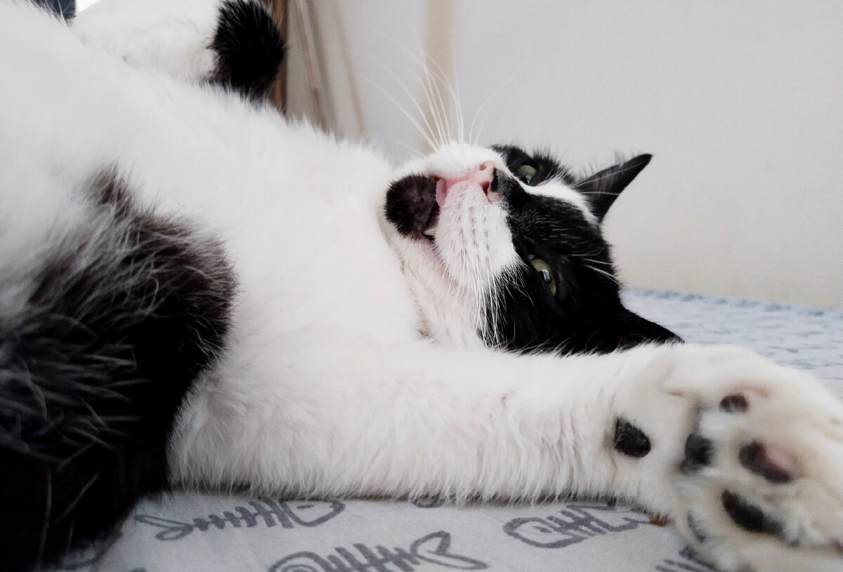 Если вы заведете котов вместо детей - то после работы будете попадать в котоясли))