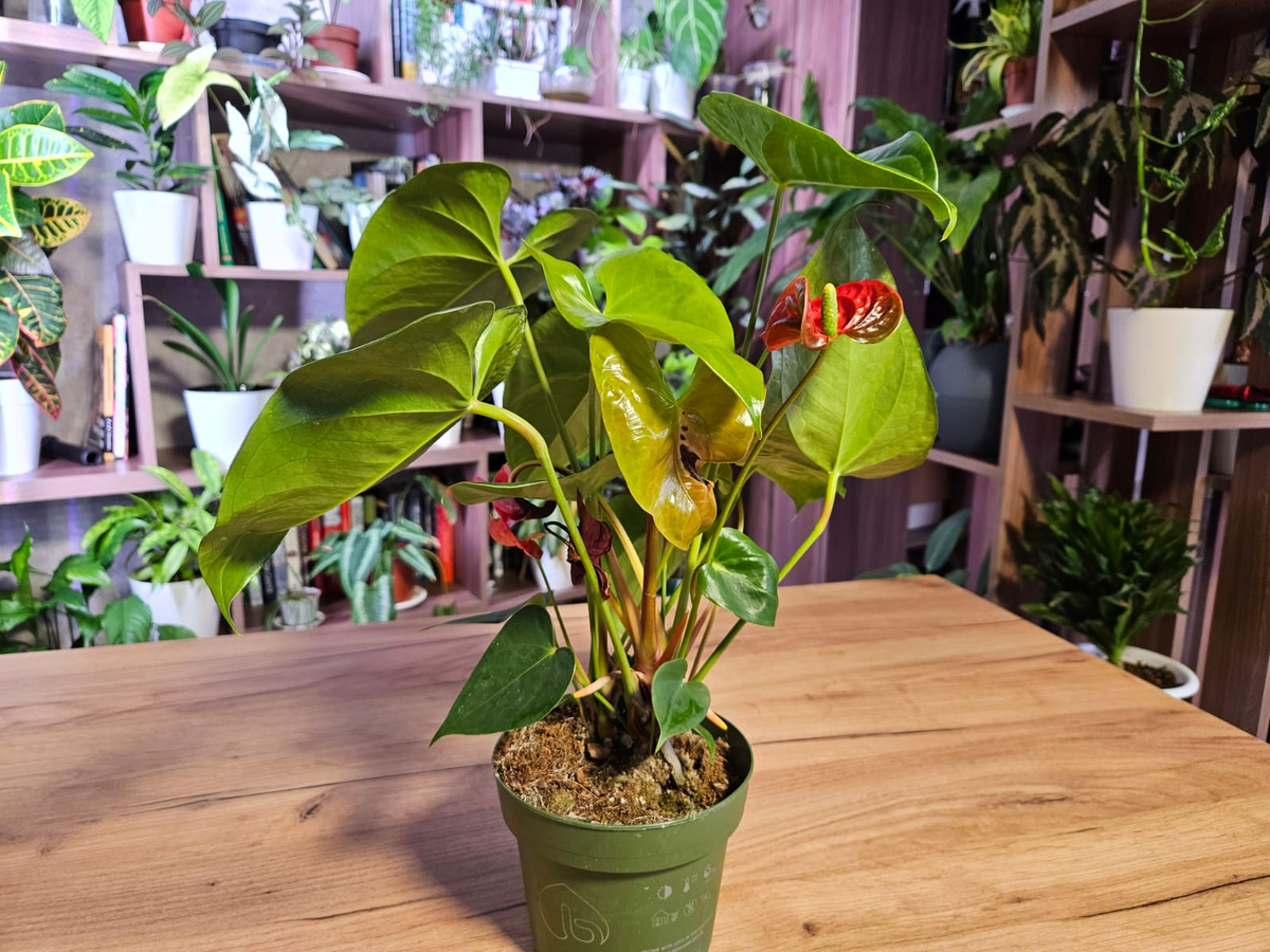 В целом выглядит неплохо