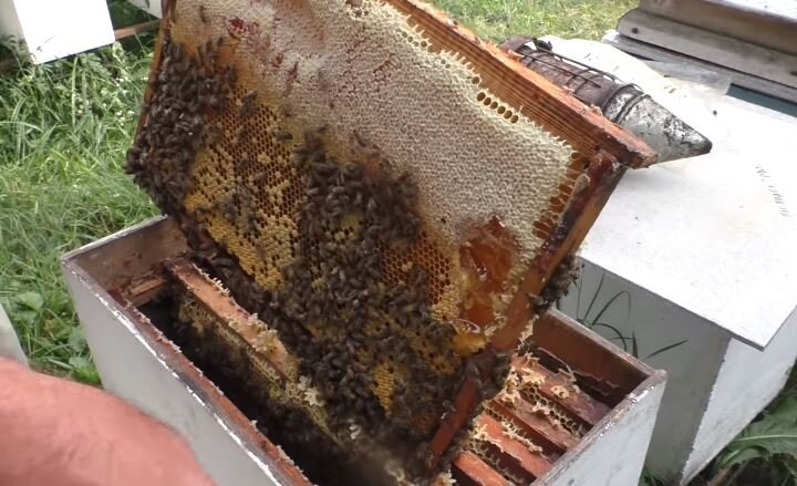 Как сделать отводок пчел простым способом