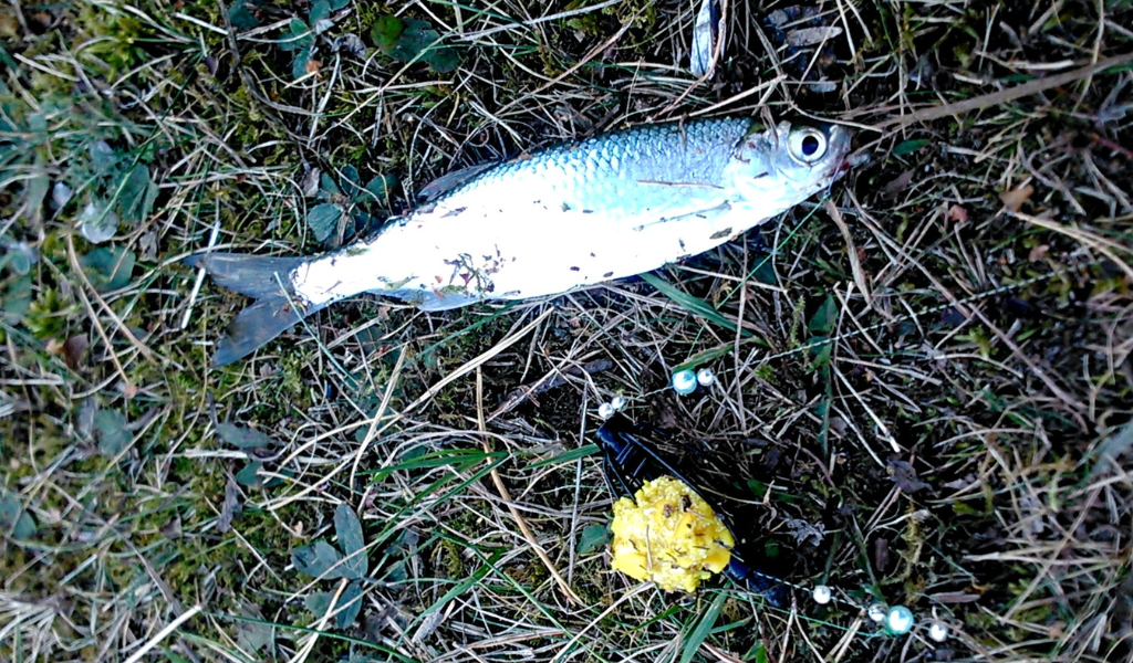 Особенные ощущения вызывают поклёвки при использовании инлайна