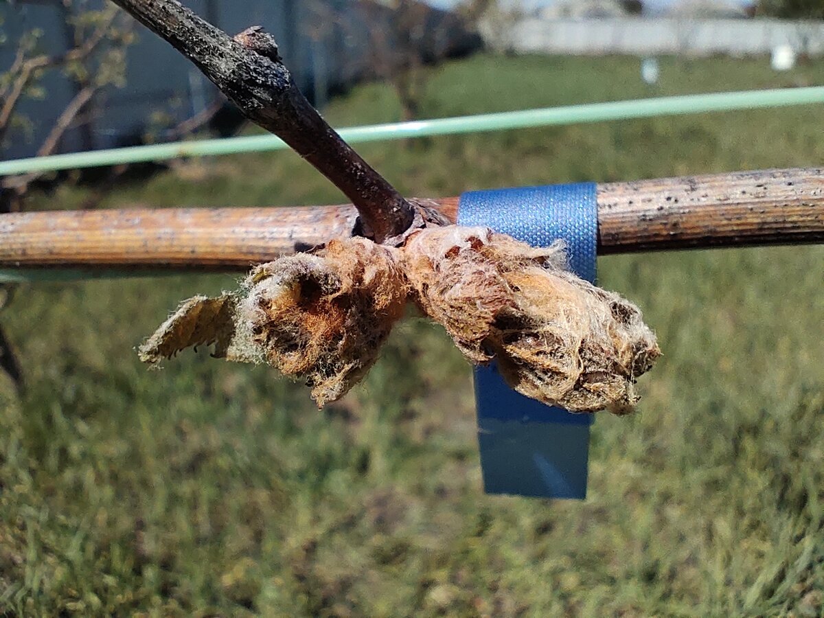 Погибшие от заморозка ростки 