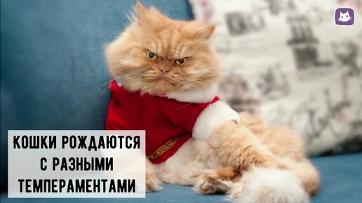 😾😼Как быть, если вам попалась кошка с вредным характером